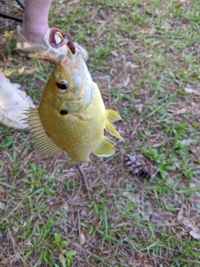 Riverside Park - Riverside, AL