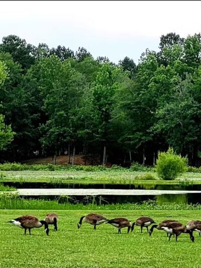 Riverside Park - Riverside, AL