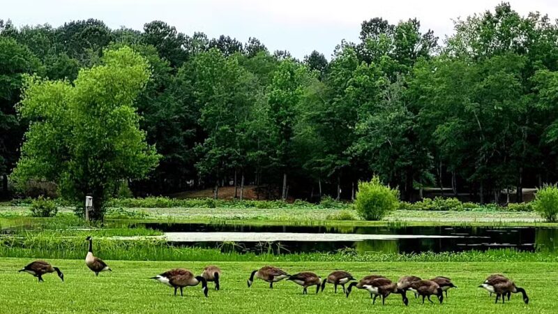 Riverside Park - Riverside, AL