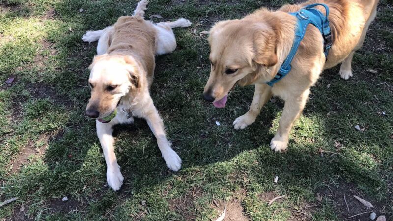 Carlson Park - Riverside, CA