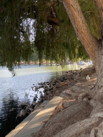 Fairmount Park - Riverside, CA