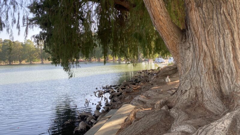 Fairmount Park - Riverside, CA