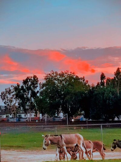 Highland Park - Riverside, CA