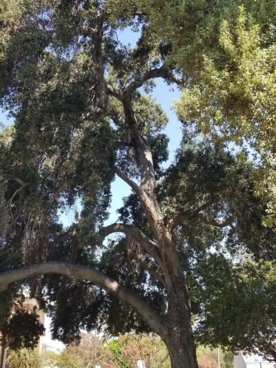 Low Park - Riverside, CA