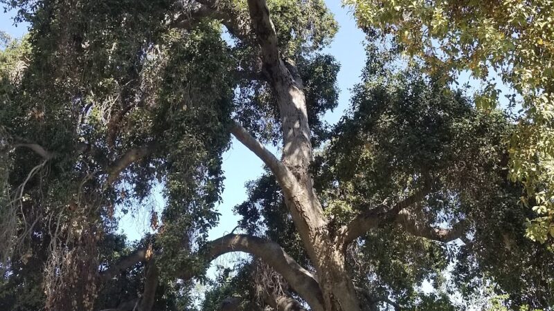 Low Park - Riverside, CA