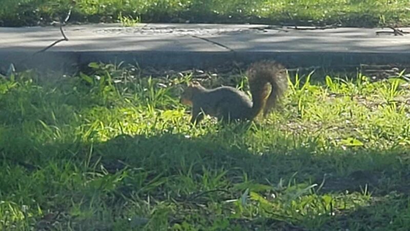 Low Park - Riverside, CA