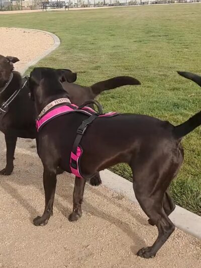 Orangecrest Dog Park - Riverside, CA