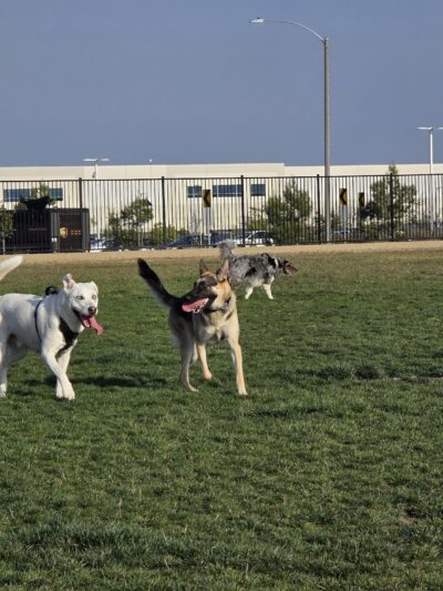 Orangecrest Dog Park - Riverside, CA