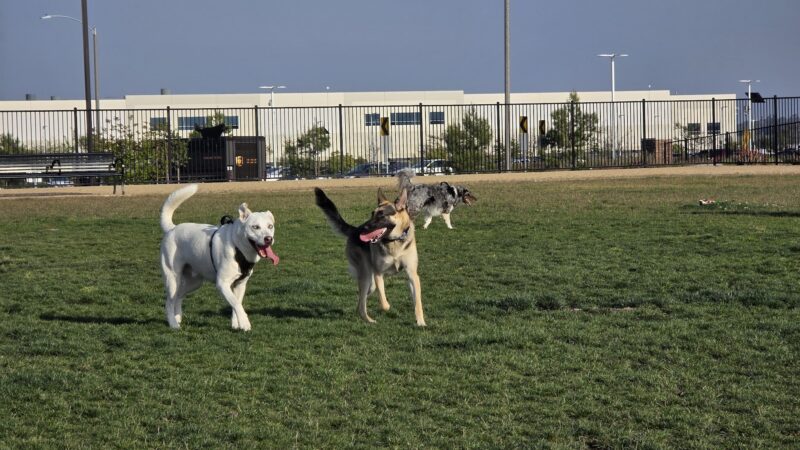 Orangecrest Dog Park - Riverside, CA