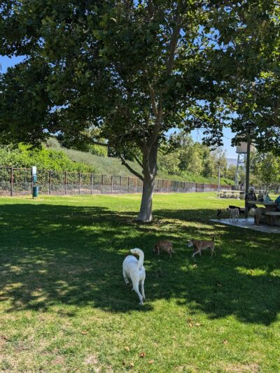 Pat Merritt Dog Park - Riverside, CA