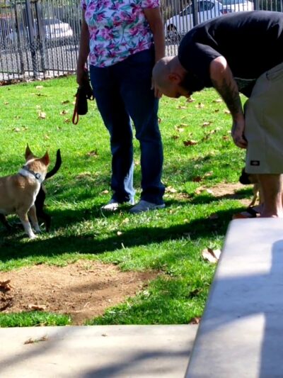 Pat Merritt Dog Park - Riverside, CA