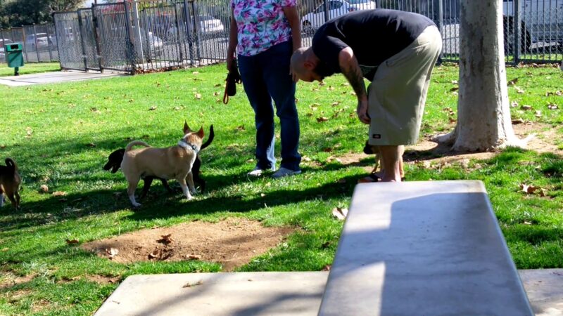 Pat Merritt Dog Park - Riverside, CA