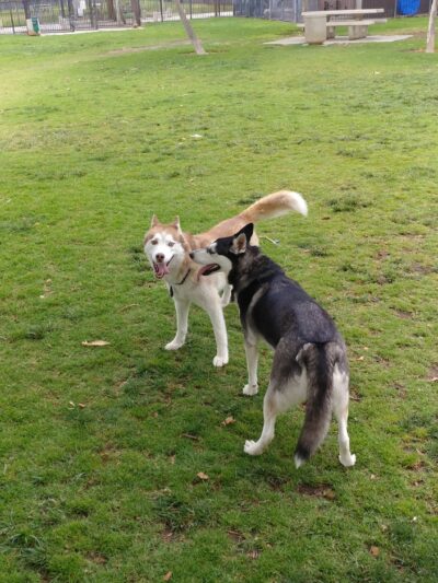 Pat Merritt Dog Park - Riverside, CA