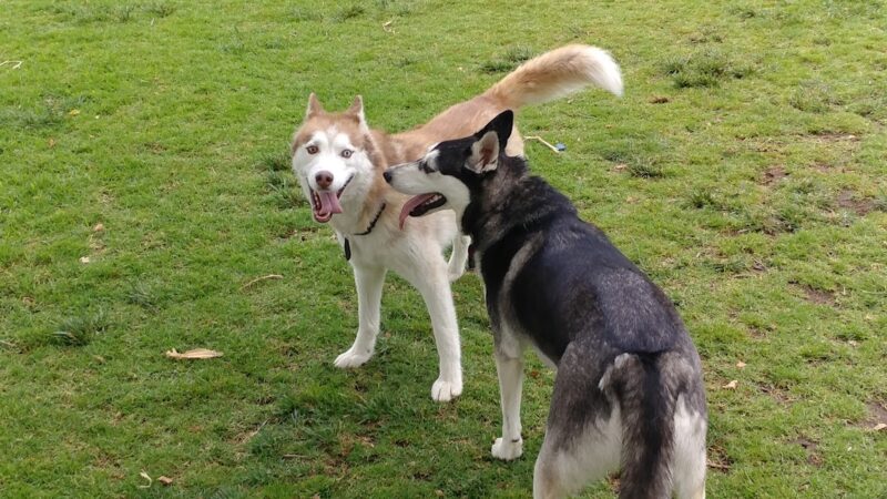 Pat Merritt Dog Park - Riverside, CA