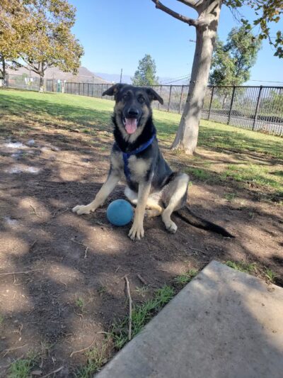 Pat Merritt Dog Park - Riverside, CA