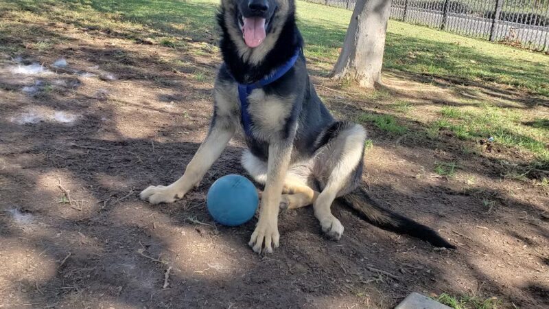 Pat Merritt Dog Park - Riverside, CA