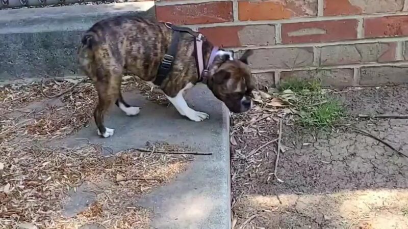 Riverwalk Dog Park - Riverside, CA