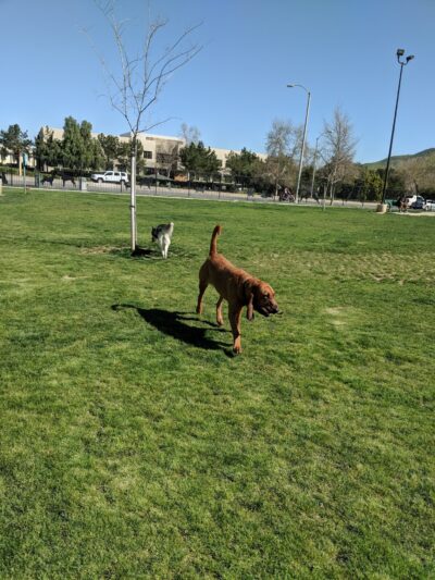 Riverwalk Dog Park - Riverside, CA