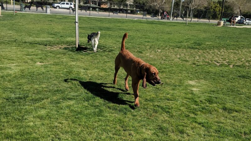 Riverwalk Dog Park - Riverside, CA