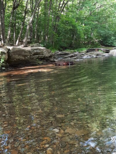 Miners Run - Roaring Branch, PA