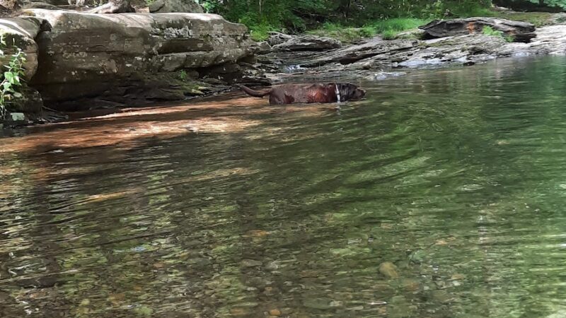 Miners Run - Roaring Branch, PA