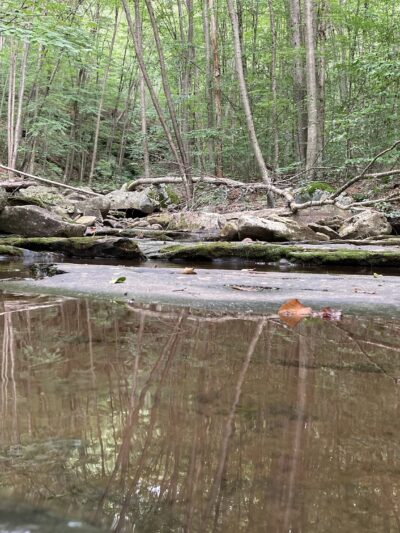 Miners Run - Roaring Branch, PA