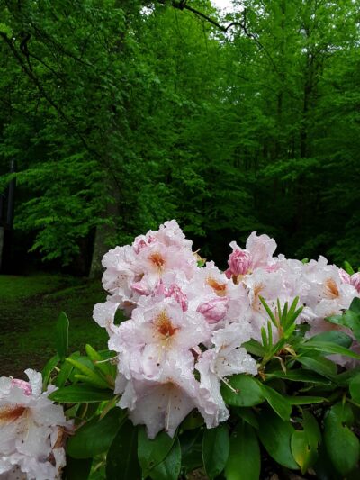 Cheoah Point Campground - Robbinsville, NC