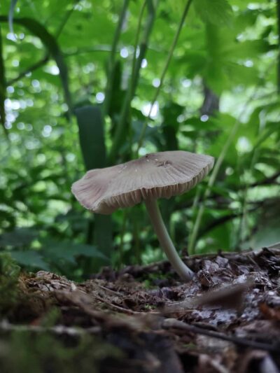 Appalachian Trail - Robbinsville, NC