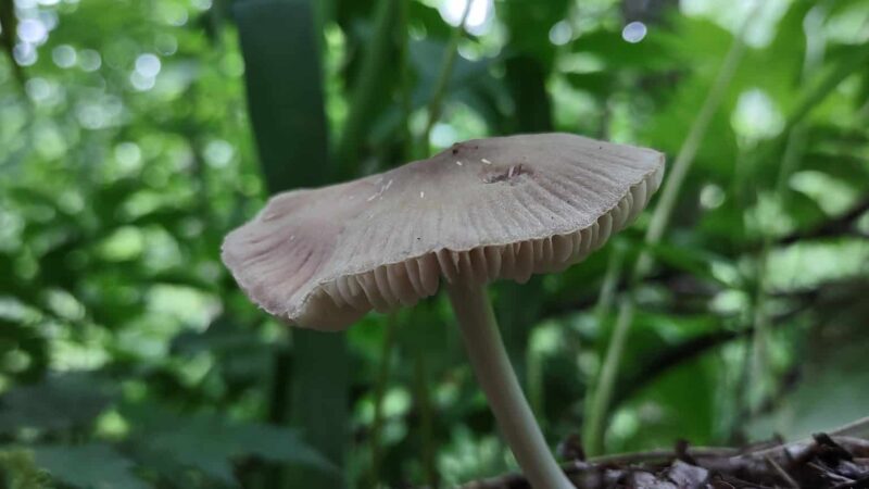 Appalachian Trail - Robbinsville, NC