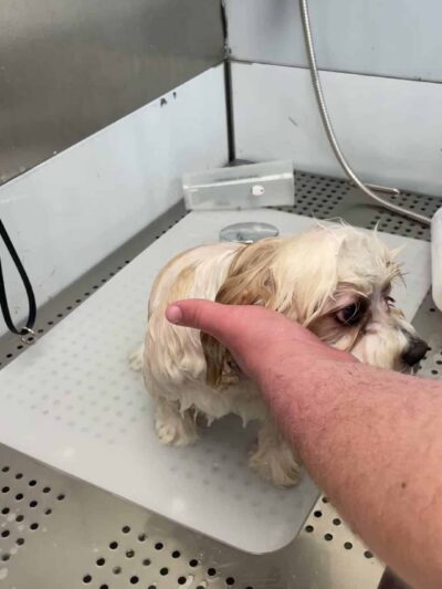 Rollypups Pet Grooming - Rochelle Park, NJ