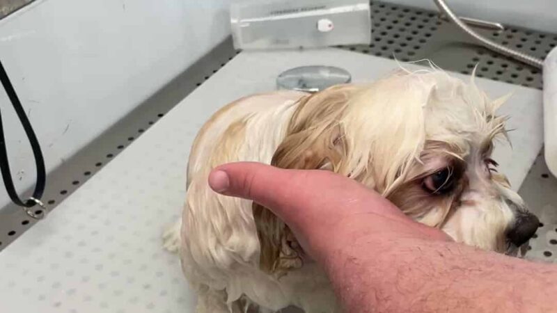 Rollypups Pet Grooming - Rochelle Park, NJ