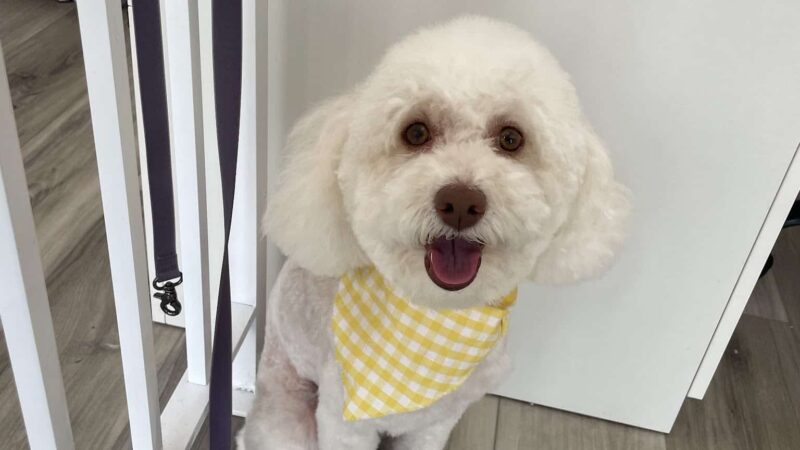 Rollypups Pet Grooming - Rochelle Park, NJ