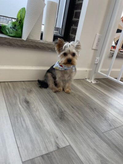 Rollypups Pet Grooming - Rochelle Park, NJ