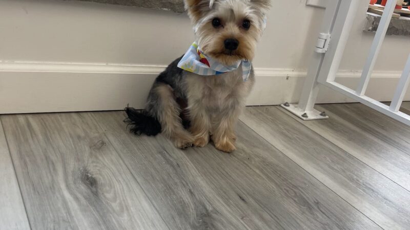 Rollypups Pet Grooming - Rochelle Park, NJ