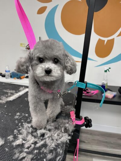 Rollypups Pet Grooming - Rochelle Park, NJ