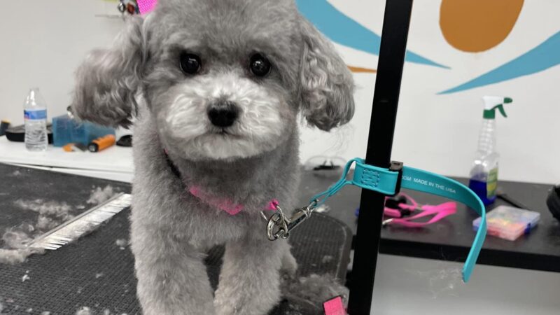 Rollypups Pet Grooming - Rochelle Park, NJ