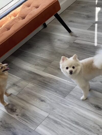 Rollypups Pet Grooming - Rochelle Park, NJ