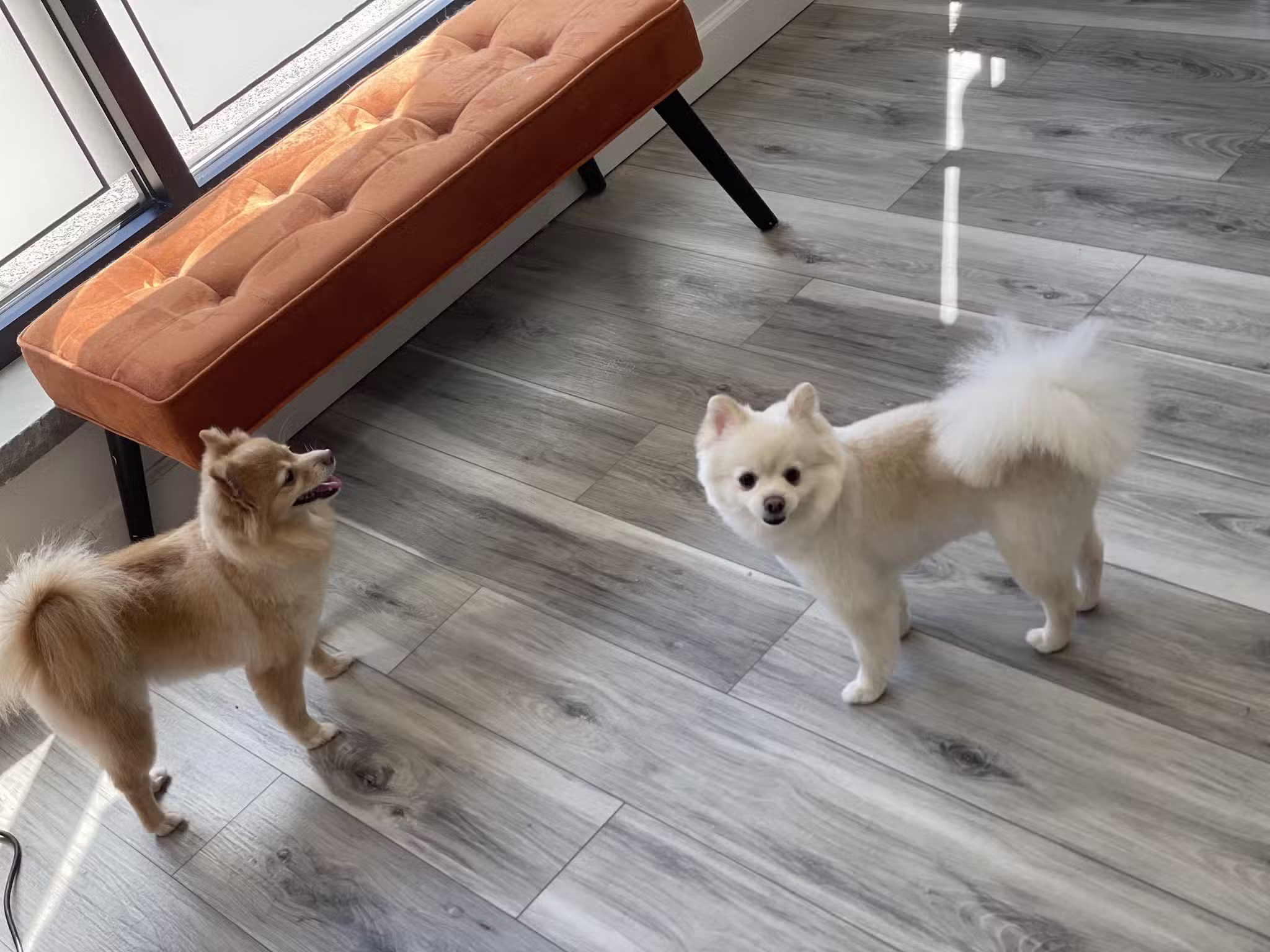 Rollypups Pet Grooming - Rochelle Park, NJ