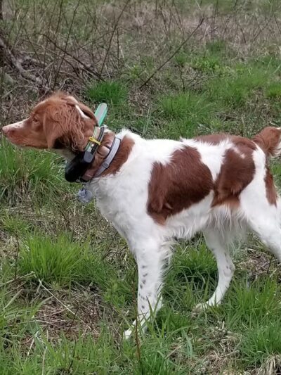 Beaver Valley Pointer Setter Club - Rochester, PA