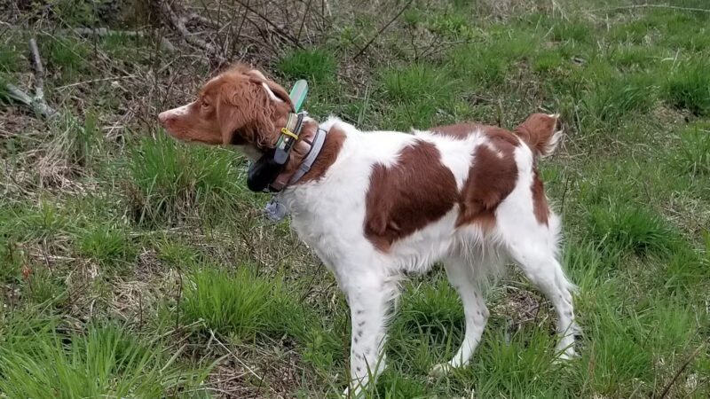 Beaver Valley Pointer Setter Club - Rochester, PA