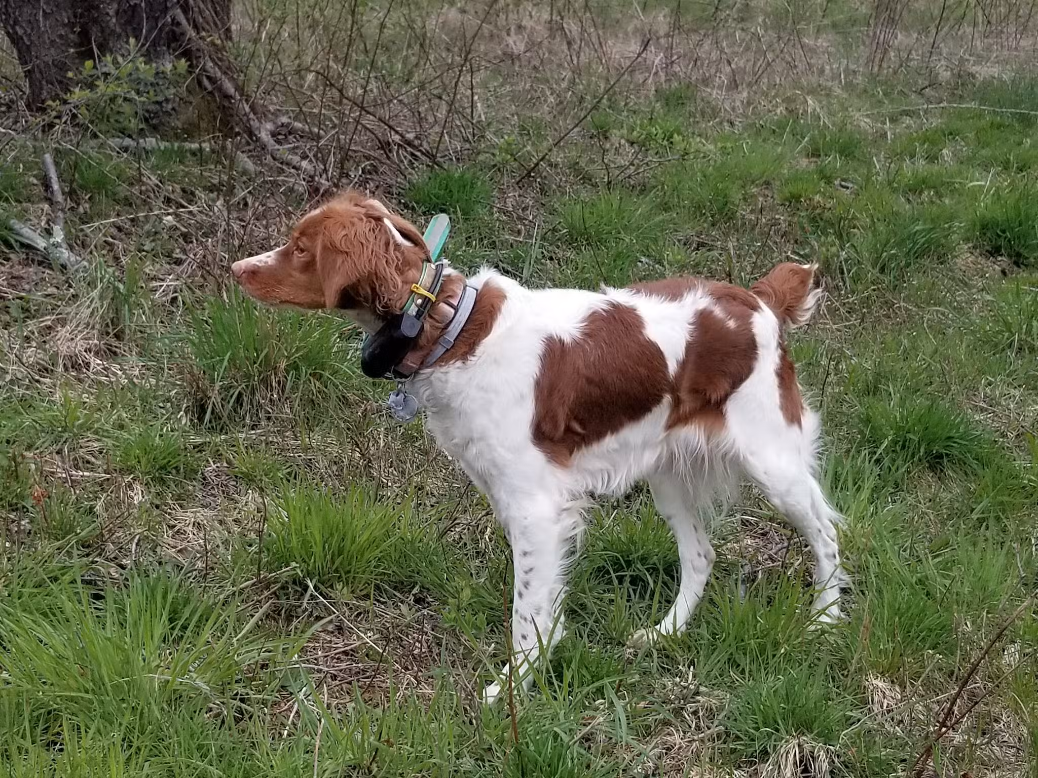 Beaver Valley Pointer Setter Club - Rochester, PA