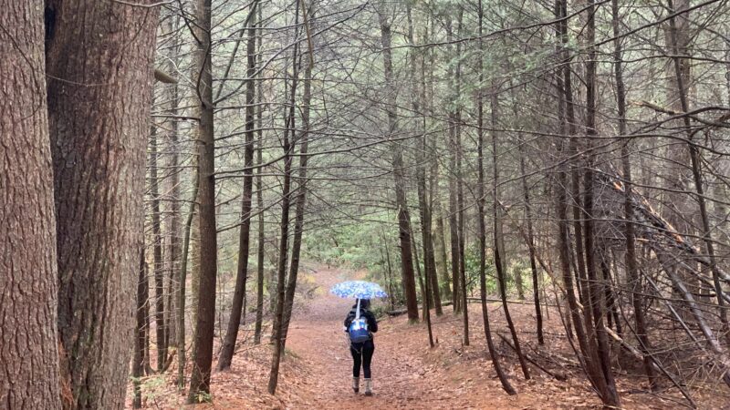 Neversink Gorge Trails - Rock Hill, NY