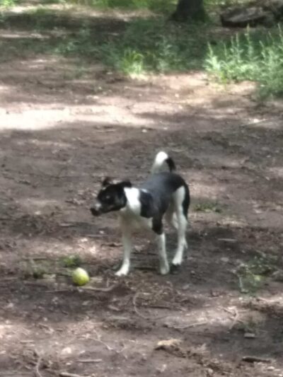 NGAL Dog Park - Rock Spring, GA
