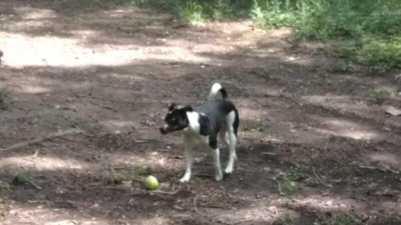 NGAL Dog Park - Rock Spring, GA