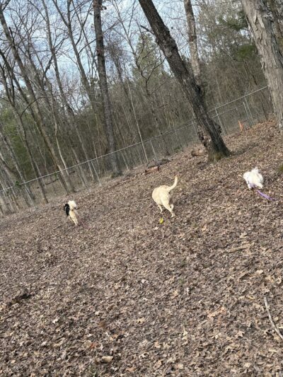 NGAL Dog Park - Rock Spring, GA