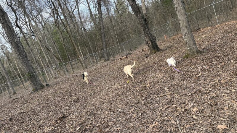 NGAL Dog Park - Rock Spring, GA