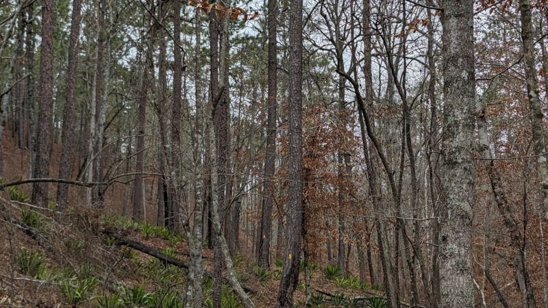 Coosa WMA, Forever Wild Trailhead - Rockford, AL