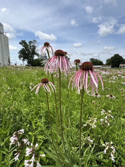 Rockford Park - Rockford, IA