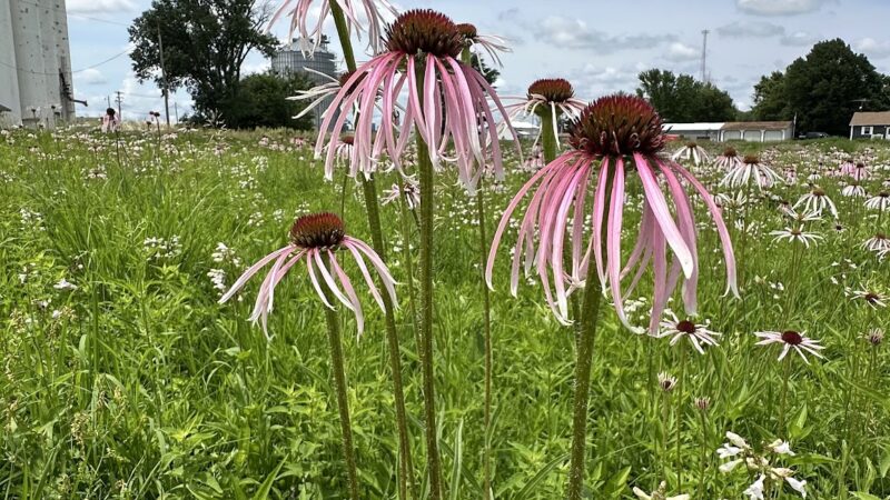 Rockford Park - Rockford, IA