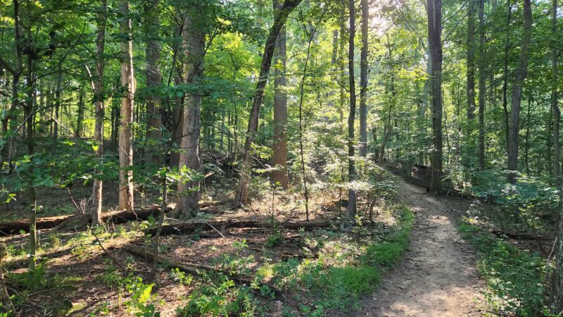 Rockleigh Woods Sanctuary - Rockleigh, NJ